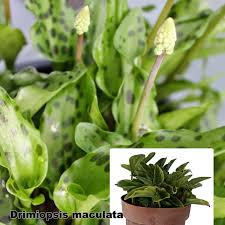 Image result for Drimiopsis