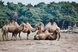Be enriched by nature while meeting wild animals. Kamelen Safaripark Beekse Bergen Bild Von Beekse Bergen Safari Park Hilvarenbeek Tripadvisor