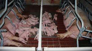 Salmonella bacteria typically live in animal and human intestines and are shed through feces. What Do We Know About Salmonella Infection In Nursing Piglets Articles Pig333 Pig To Pork Community