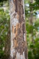 Image result for Ochna arborea