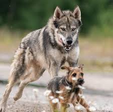 Database containing dog pedigrees including thousands of photos. The Tamaskan Is A Dog Breed That Looks Like A Wolf But With Zero Wolf Blood It Is A Happy And Friendly Pet No Terriers Were Eaten In The Making Of This