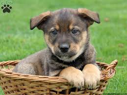 Blue Heeler Rottweiler Mix Puppies