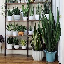 Incredible Collection Of Snake Plants Houseplantjournal I Only Have One Snake Plant But Thinking Of Adding More To Plant Decor Indoor Indoor Plants Plants