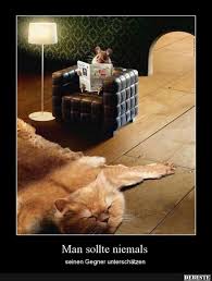 man sollte niemals seinen gegner unterschatzen katzen lustige spruche katze lustig katzen witze