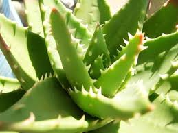 アロエの育て方 寒さに弱いので鉢植えで管理