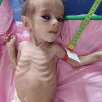 PDF) Response of spring type wheat (Triticum aestivum L.) cultivars to  different chilling treatments