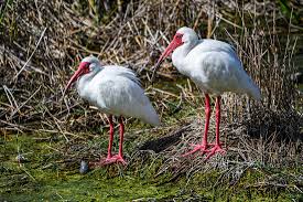 Image result for Ibis White 2014 AQ