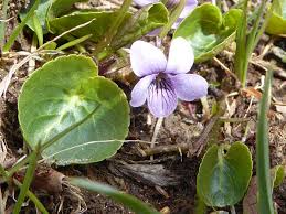 Image result for Violaceae