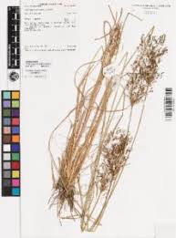 Image result for Fimbristylis quinquangularis