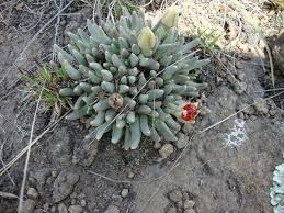 Image result for Hereroa glenensis