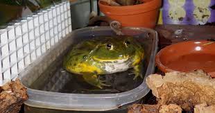 Image result for Pycreus africanus