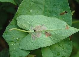 Image result for Stigmella freyella