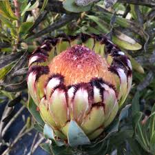 Image result for Protea enervis