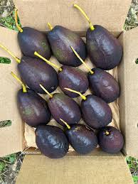 Image result for Dark Avocado 1983 Fedders