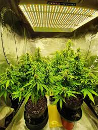Maybe you would like to learn more about one of these? Mars Hydro Led Grow Light Full Spectrum Ts 600w 1000w 2000w 3000w Indoor Tent Ir Ebay Indoor Plants Plants Grow Lights