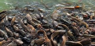 Termasuklah penternakan ikan keli di malaysia.selain dari rasanya yang lebih enak. Cara Ternak Lele Cepat Panen Yang Baik Dan Benar Bagi Pemula