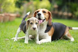 Beagle, segugio, terrier loky bellissimo cucciolo di 5 mesi. Beagle Caratteristiche Aspetto Carattere Salute Cure Prezzo Cuccioli