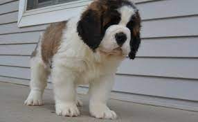 St Bernard Puppies For Sale Birmingham Al St Bernard Puppy Bernard Dog Puppies For Sale