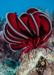 Pin By Beth Hineline On Amazing Animals On Land And In The Air Also Water Ocean Creatures Beautiful Sea Creatures Feather Starfish