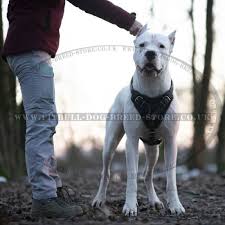 Dogo argentino and the dangerous dogs act. Heavy Duty Dog Harness Dogo Argentino Harness 59 90