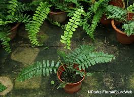 Image result for Asplenium linckii