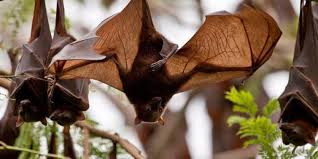 Bat, any member of the only group of mammals capable of flight. How To Keep Bats Outdoors Interstate Pest Management