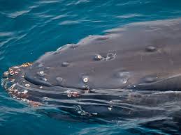 We offer public sailing cruises, daytime sails, sunset sails, seasonal whale watching, happy hour cruises in the summer, wine tasting tour Best Whale Watching In Southern California Condor Express Whale Watching Whale Humpback Whale