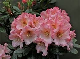 Pin By Aija Vesterinen On Conifers Rhododendrons