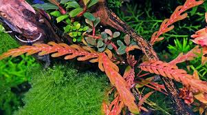 Image result for Hygrophila mutica
