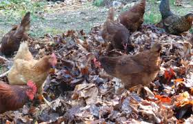 While chickens are capable of living up to 20 years, their life expectancy depends on their care, diet, breed, environment, safety, and purpose. How Long Do Chickens Live Lucygreenclean