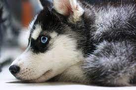 Pin By Graciela A Juarez On The Cutest Husky Puppy Dog Lovers Husky Dogs