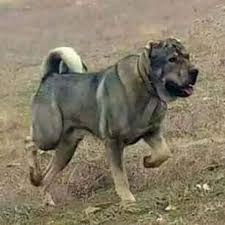Sen Nesin Boyle Animals Dogs