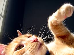 Additionally, kittens who have a long tail certainly could be purebred manx cats to better explain, there are five different regions of vertebrae, but the ones most important to the tail are called the coccygeal bones, and there are. Consider The Cat From Tip To Tail The Bones Catnip Considerationscatnip Considerations