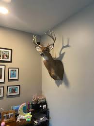 Someone is looking: Does anyone know where I can find a cape for a 150  pound deer for taxidermy? Person already has a taxidermist Toni Streeter