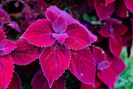 Image result for Coleus esculentus