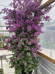 Image result for Bougainvillea