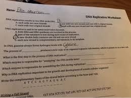 Helicase, topoisomerase, single stranded binding proteins, primase, dna polymerase (i, ii and iii), ligase 2. Name Ellie Newman Dna Replication Worksheet Dna Chegg Com