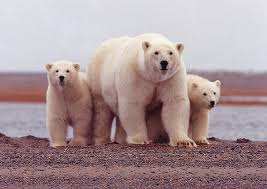 Animal Facts The Polar Bear