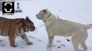 Ayrıca erkek alabay köpeği 80 kilogram civarında iken kadın alabay köpeği 65 kilogram civarında ağırlığa sahiptir. Tiger And Alabai Dog Compilation 1 Youtube