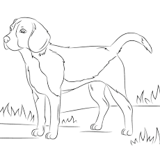 We did not find results for: Pies Beagle Kolorowanka Dog Coloring Page Puppy Coloring Pages Street Dogs