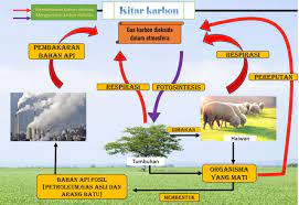 Kitar karbon merupakan proses pengambilan,penggunaan dan pengembalian karbon (dalam bentuk karbon dioksida) dalam atmosfera secara berterusan. Explore To Koh S Science World Blog Sains Kitar Karbon Dan Kitar Oksigen