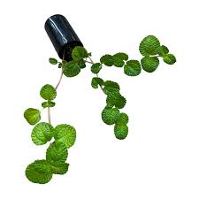 Image result for Pilea bambuseti