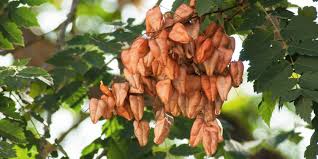 L'erba pignola gialla (sedum acre) è una pianta tappezzante nel giardino nespolo del giappone: Koelreuteria L Albero Delle Lanterne Cose Di Casa