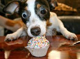 Can dogs have white chocolate. Can My Dog Eat White Chocolate The Dog People By Rover Com