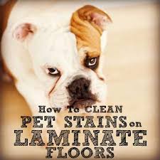 How To Clean Pet Stains On Laminate Floors Laminate Flooring Pet Stains Dog Urine