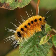 Orange caterpillar with black spikes most gardeners are happy to see butterflies in the garden. Pin On Animals