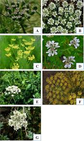 Image result for Apiaceae