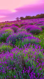 Lavender Iphone Wallpaper Follow the vibe and change your wallpaper every day! lavender iphone wallpaper