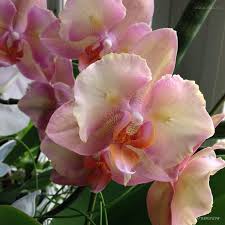 Phal Legato Peloric In 2020 Orchid Flower Flowers Orchids