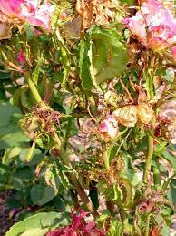 Pin On Gardening Roses